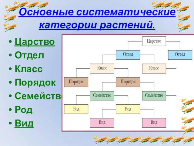 Основные систематические категории растений. Царство Отдел Класс Порядок Семейство Род Вид