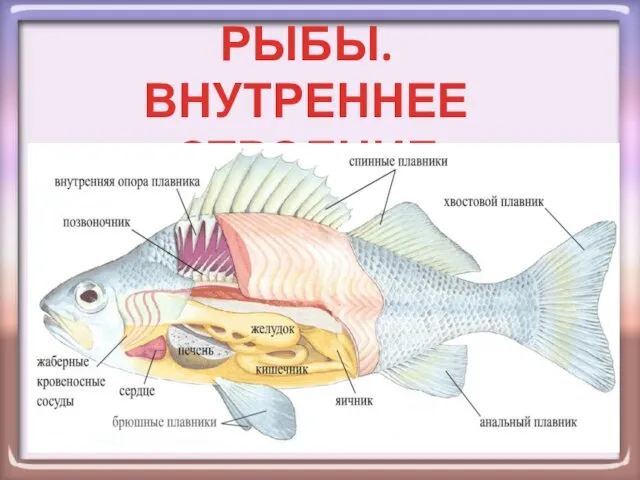 Презентация на тему Рыбы Внутреннее строение