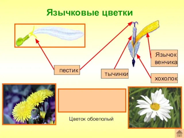 Язычковые цветки Формула цветка: ^Ч0Л(5)Т(5)П1 пестик Язычок венчика Цветок обоеполый