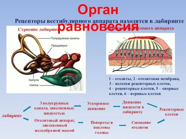 Строение отолитового аппарата 1 – отолиты, 2 –отолитовая мембрана, 3 – волоски