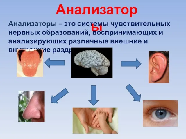 Анализаторы Анализаторы – это системы чувствительных нервных образований, воспринимающих и анализирующих различные внешние и внутренние раздражения.