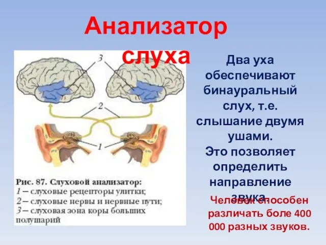 Два уха обеспечивают бинауральный слух, т.е. слышание двумя ушами. Это позволяет определить