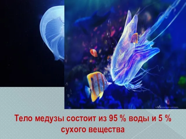 Тело медузы состоит из 95 % воды и 5 % сухого вещества