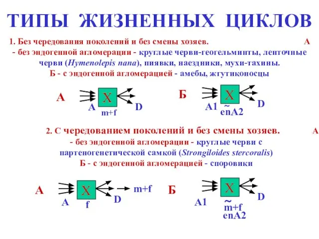 ТИПЫ ЖИЗНЕННЫХ ЦИКЛОВ 1. Без чередования поколений и без смены хозяев. А