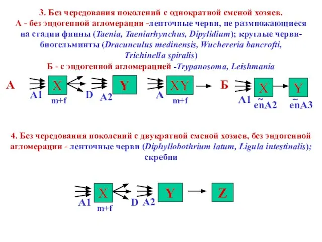 3. Без чередования поколений с однократной сменой хозяев. А - без эндогенной