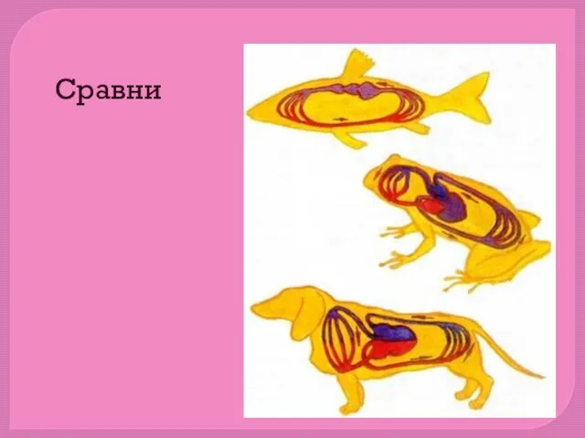 Сравни