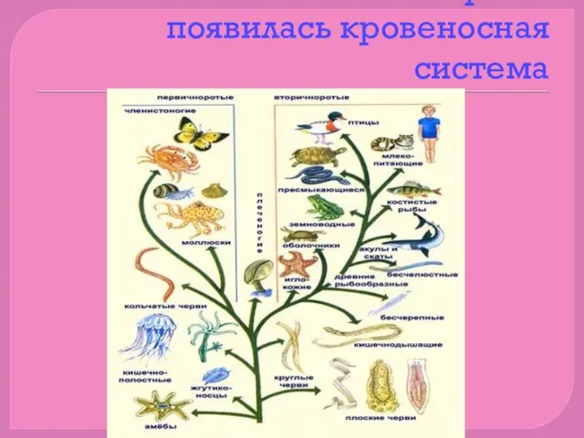 У какого типа впервые появилась кровеносная система