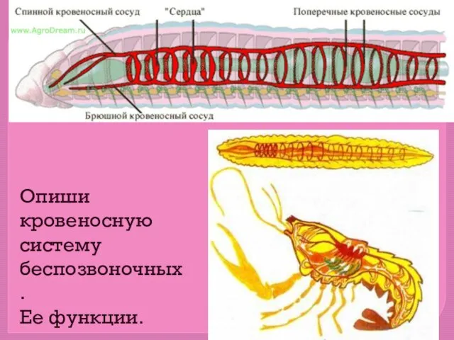 Опиши кровеносную систему беспозвоночных. Ее функции.