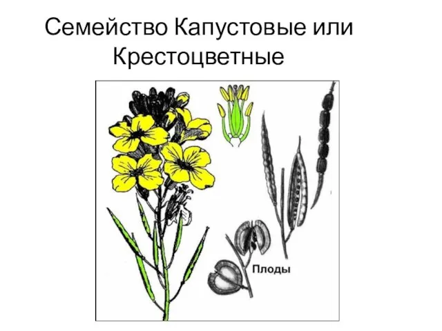 Семейство Капустовые или Крестоцветные