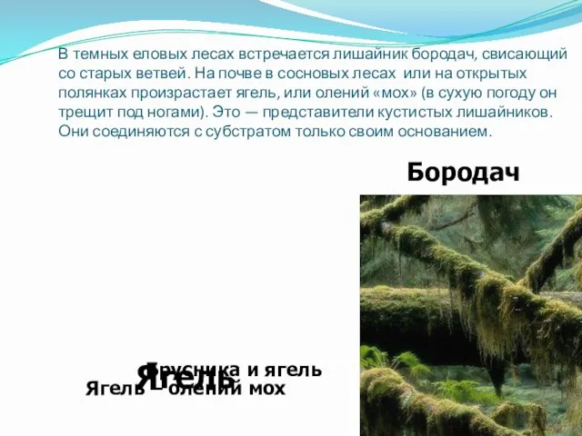 В темных еловых лесах встречается лишайник бородач, свисающий со старых ветвей. На