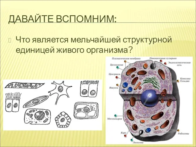 ДАВАЙТЕ ВСПОМНИМ: Что является мельчайшей структурной единицей живого организма?