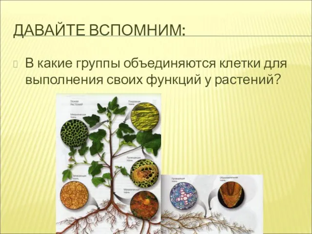 ДАВАЙТЕ ВСПОМНИМ: В какие группы объединяются клетки для выполнения своих функций у растений?