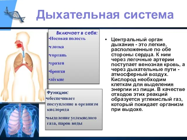 Центральный орган дыхания - это легкие, расположенные по обе стороны сердца. К