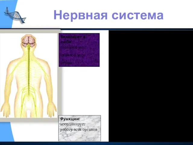 В человеческом теле много органов, и их совместную работу необходимо координировать. Этим