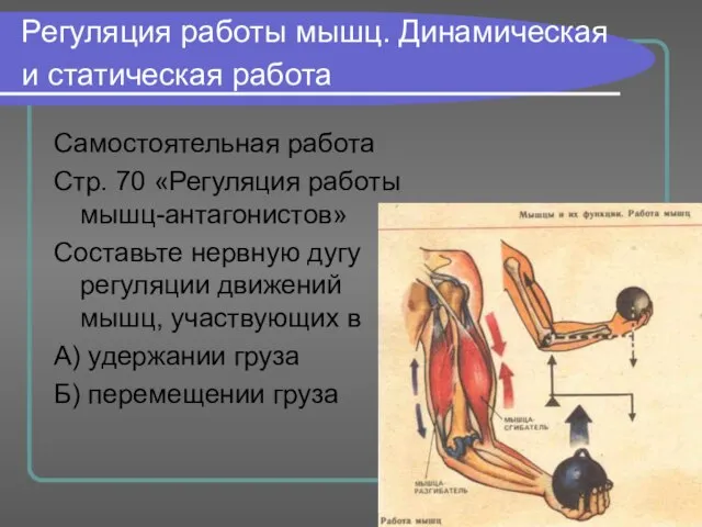 Регуляция работы мышц. Динамическая и статическая работа Самостоятельная работа Стр. 70 «Регуляция