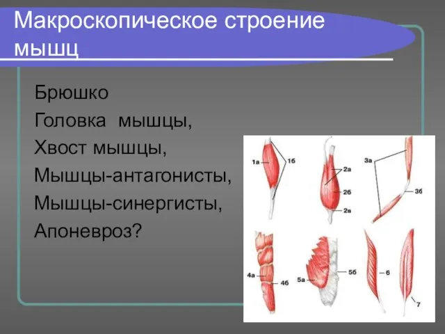 Макроскопическое строение мышц Брюшко Головка мышцы, Хвост мышцы, Мышцы-антагонисты, Мышцы-синергисты, Апоневроз?