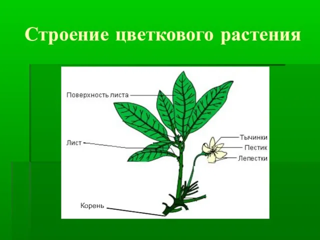 Строение цветкового растения Корень Корень