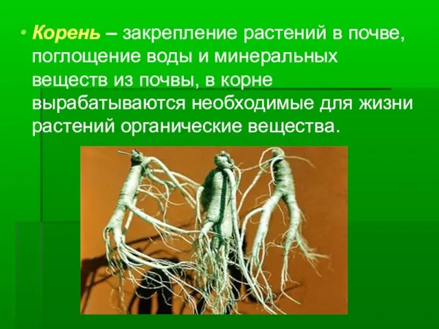 Корень – закрепление растений в почве, поглощение воды и минеральных веществ из