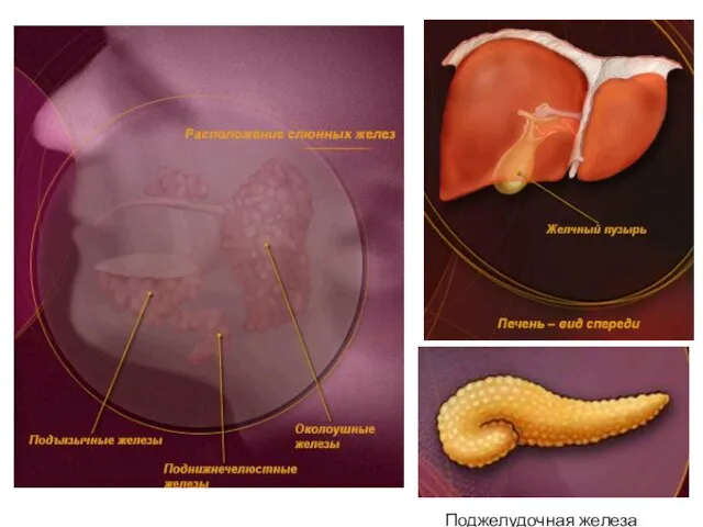 Поджелудочная железа Поджелудочная железа
