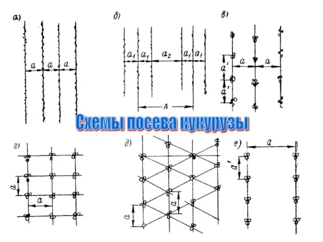 Схемы посева кукурузы