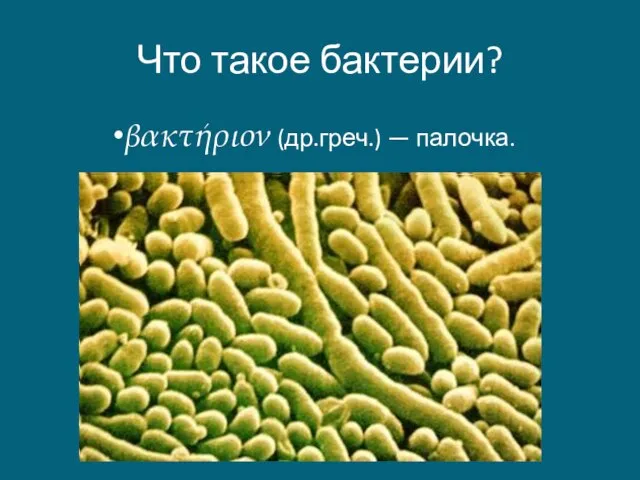 Что такое бактерии? βακτήριον (др.греч.) — палочка.