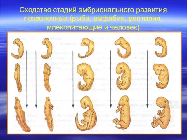 Сходство стадий эмбрионального развития позвоночных (рыба, амфибия, рептилия, млекопитающие и человек)