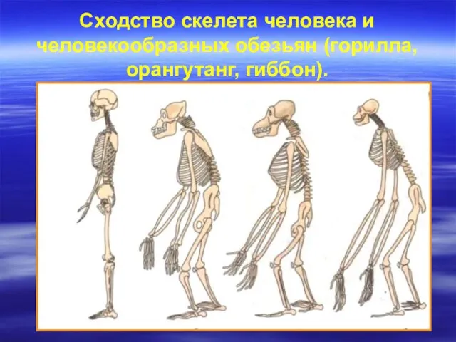 Сходство скелета человека и человекообразных обезьян (горилла, орангутанг, гиббон).