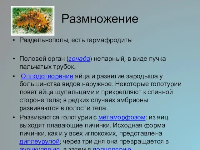 Размножение Раздельнополы, есть гермафродиты Половой орган (гонада) непарный, в виде пучка пальчатых