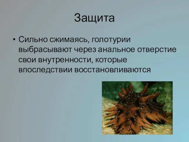 Защита Сильно сжимаясь, голотурии выбрасывают через анальное отверстие свои внутренности, которые впоследствии восстановливаются