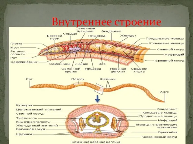 Внутреннее строение