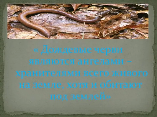 « Дождевые черви являются ангелами – хранителями всего живого на земле, хотя и обитают под землей»