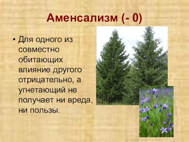 Аменсализм (- 0) Для одного из совместно обитающих влияние другого отрицательно, а