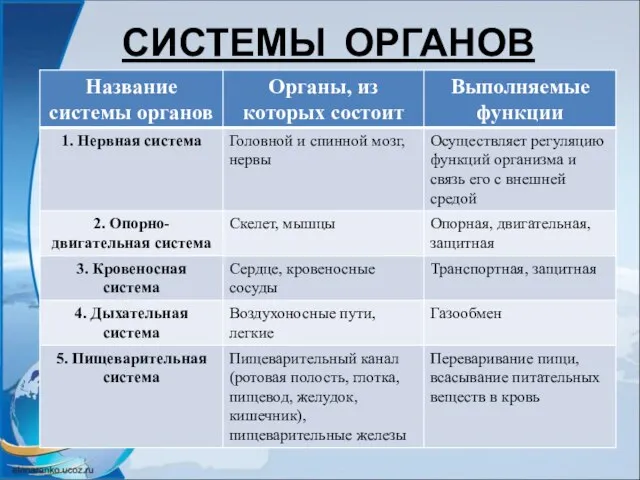 СИСТЕМЫ ОРГАНОВ