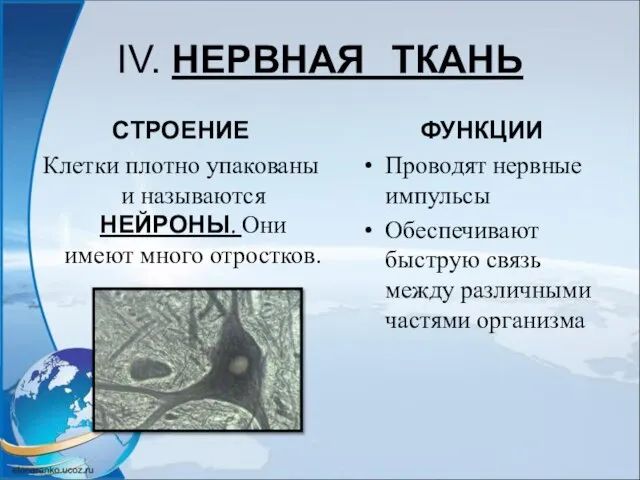 IV. НЕРВНАЯ ТКАНЬ СТРОЕНИЕ Клетки плотно упакованы и называются НЕЙРОНЫ. Они имеют