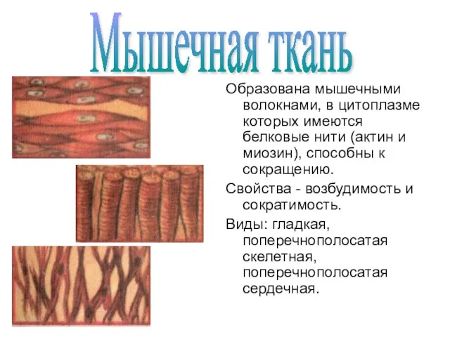 Образована мышечными волокнами, в цитоплазме которых имеются белковые нити (актин и миозин),