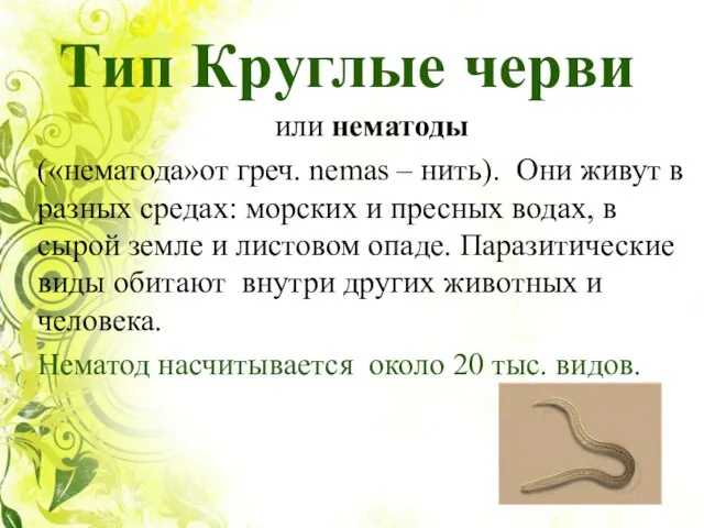 Тип Круглые черви или нематоды («нематода»от греч. nemas – нить). Они живут