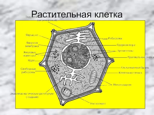 Растительная клетка