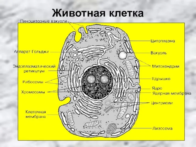 Животная клетка