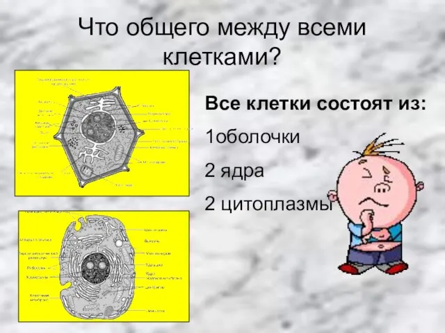 Что общего между всеми клетками? Все клетки состоят из: 1оболочки 2 ядра 2 цитоплазмы