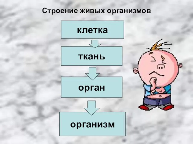 Строение живых организмов клетка орган ткань организм