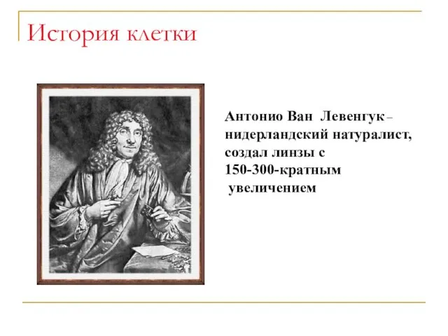 История клетки Антонио Ван Левенгук – нидерландский натуралист, создал линзы с 150-300-кратным увеличением