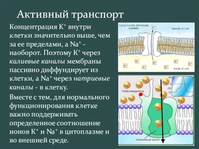 Активный транспорт Концентрация K+ внутри клетки значительно выше, чем за ее пределами,