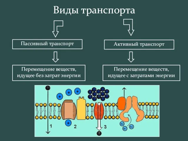 Пассивный транспорт Активный транспорт Перемещение веществ, идущее без затрат энергии Перемещение веществ,