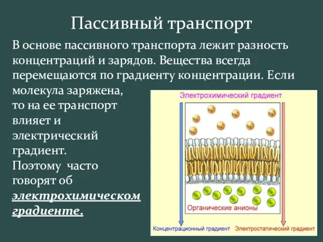 В основе пассивного транспорта лежит разность концентраций и зарядов. Вещества всегда перемещаются