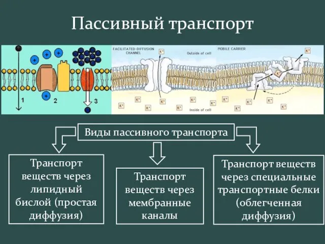 Пассивный транспорт Виды пассивного транспорта Транспорт веществ через липидный бислой (простая диффузия)