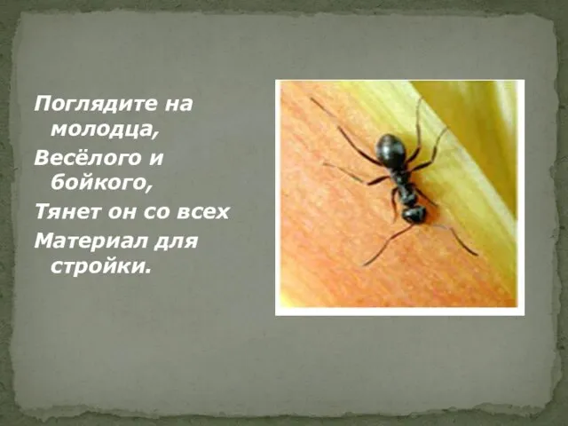 Поглядите на молодца, Весёлого и бойкого, Тянет он со всех Материал для стройки.