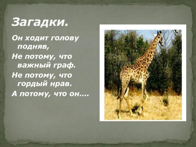 Загадки. Он ходит голову подняв, Не потому, что важный граф. Не потому,