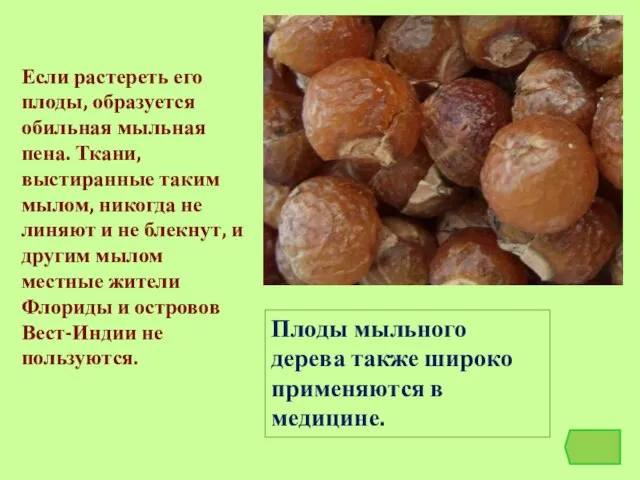 Плоды мыльного дерева также широко применяются в медицине. Если растереть его плоды,