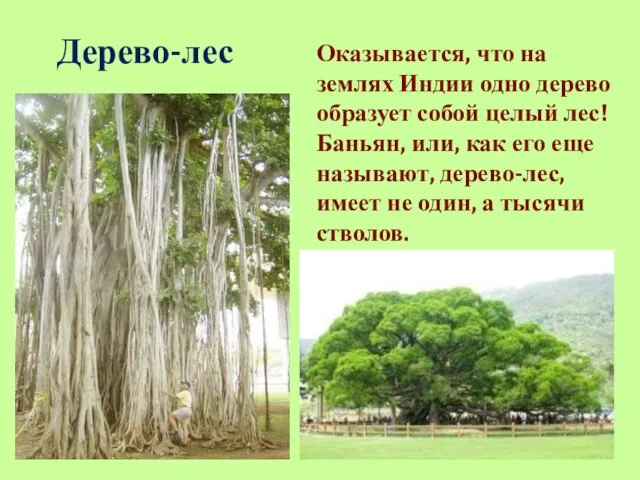 Дерево-лес Оказывается, что на землях Индии одно дерево образует собой целый лес!