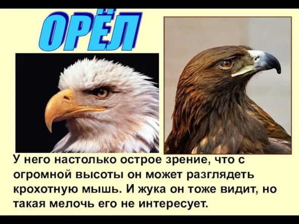 У него настолько острое зрение, что с огромной высоты он может разглядеть